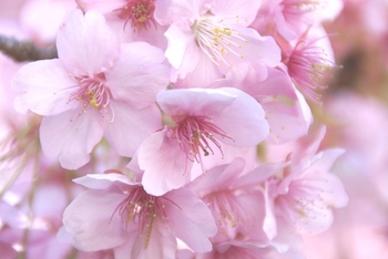 桜１-thumb-550x368.jpg